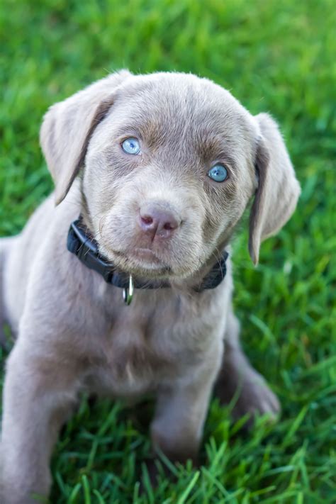 Silver labrador puppies - Silver Lab variants have higher tendencies to be blue-eyed, and they have a bluish tinge in their coats. On the other hand, charcoal pups have a grayish fur tone. Aside from the charcoal and silver Lab, another “water-downed” variant of Labradors is the dilute yellow one called the champagne Lab.